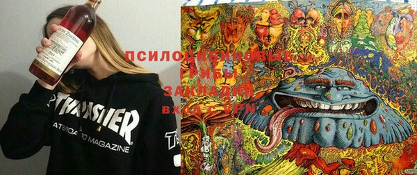 шишки Аркадак